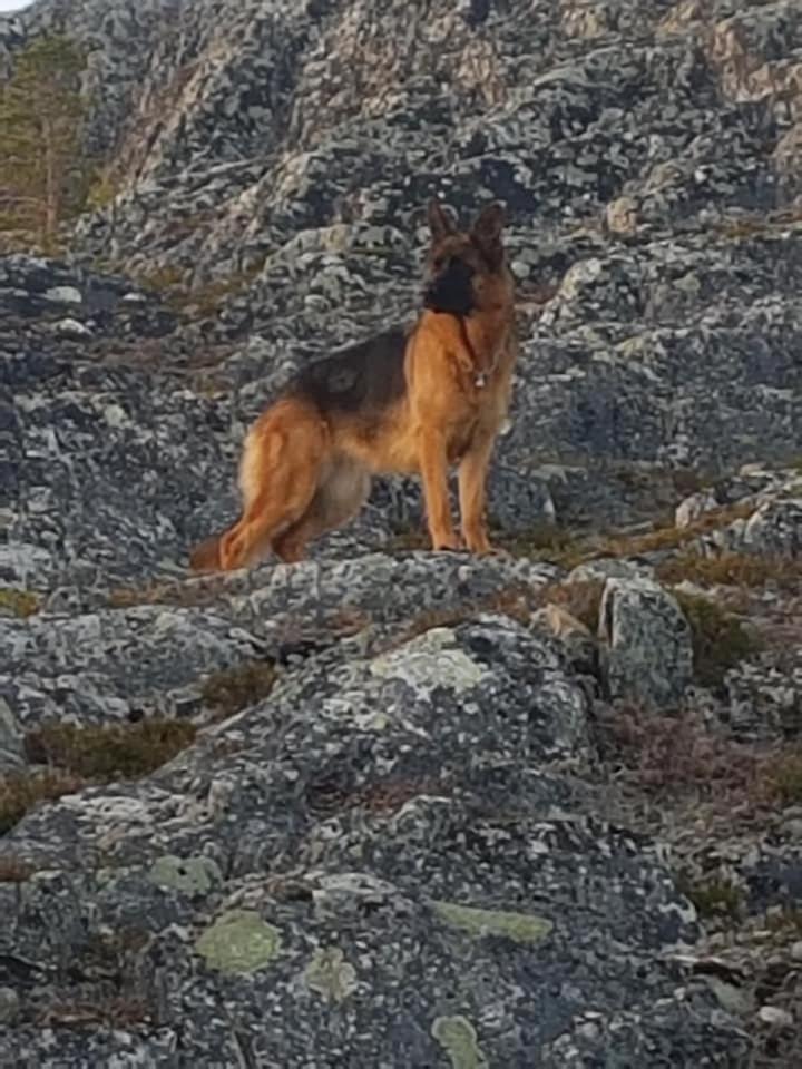 Nydelig Utsikt, Egen Leilighet Med To Parkeringer Movik  Exterior photo